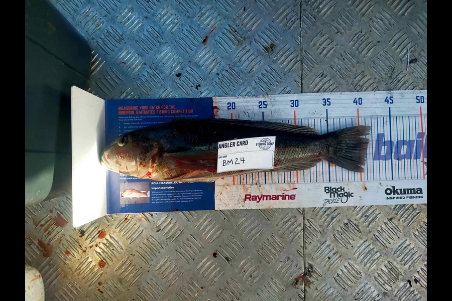 Ilona Lawrence caught this 41.0cm Blue Cod at Nelson/Marlborough during The Export NZ Fishing Competition