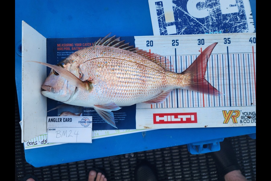 Sarel Joubert caught this 30.0cm Snapper at Northland during The Export NZ Fishing Competition