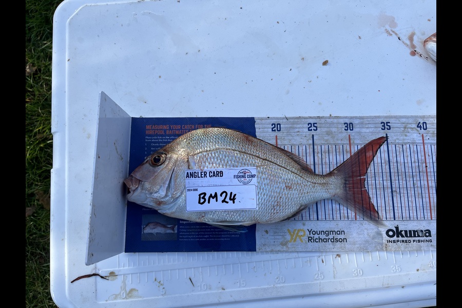 David Hayman caught this 31.5cm Snapper at Taranaki during The Export NZ Fishing Competition