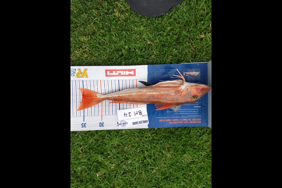 Wayne Farrow caught this 35.0cm Gurnard at Bay of Plenty during The Export NZ Fishing Competition