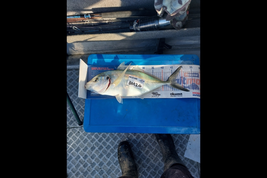Brett Wilson caught this 46.5cm Trevally at Wellington during The Export NZ Fishing Competition