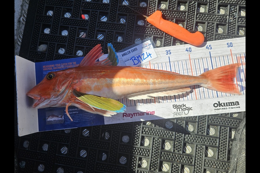 David Kovacs caught this 49.5cm Gurnard at Wellington during The Export NZ Fishing Competition