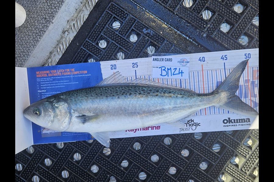 David Kovacs caught this 46.5cm Kahawai at Wellington during The Export NZ Fishing Competition