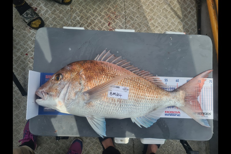 Rebecca Edmeades caught this 68.5cm Snapper at Waikato during The Export NZ Fishing Competition