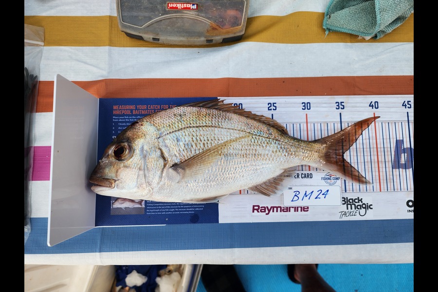 Chris Blair caught this 35.0cm Snapper at Auckland during The Export NZ Fishing Competition