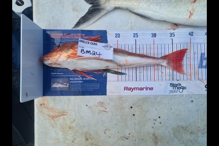Rebecca Edmeades caught this 37.5cm Gurnard at Waikato during The Export NZ Fishing Competition