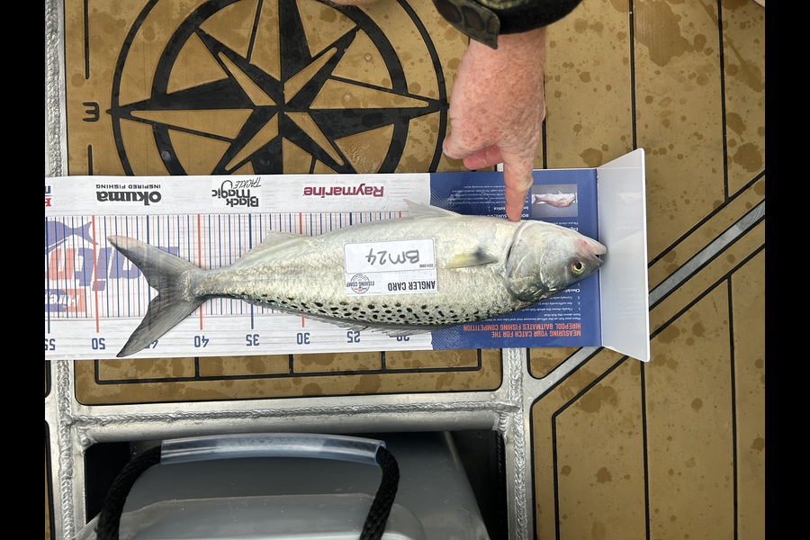 Nikita Bain caught this 44.0cm Kahawai at Bay of Plenty during The Export NZ Fishing Competition