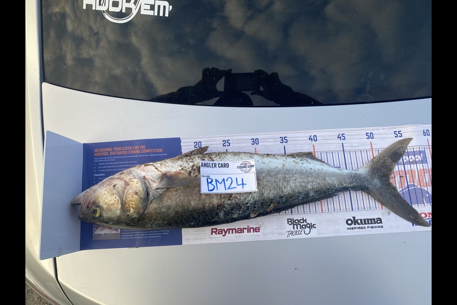 Phoenix Nepia caught this 52.0cm Kahawai at Bay of Plenty during The Export NZ Fishing Competition