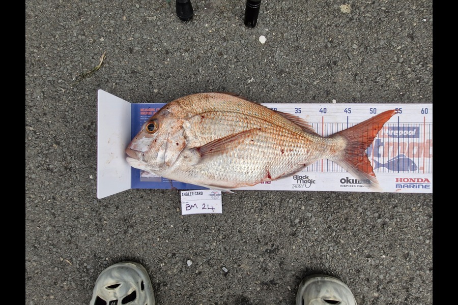 Donna Clarkson caught this 48.5cm Snapper at Waikato during The Export NZ Fishing Competition