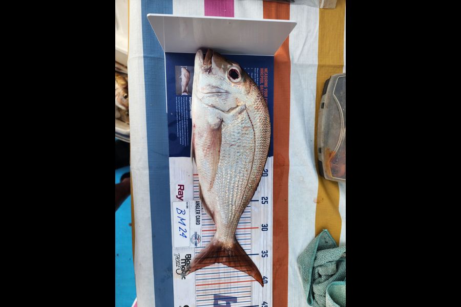 Rachael Blair caught this 36.0cm Snapper at Auckland during The Export NZ Fishing Competition