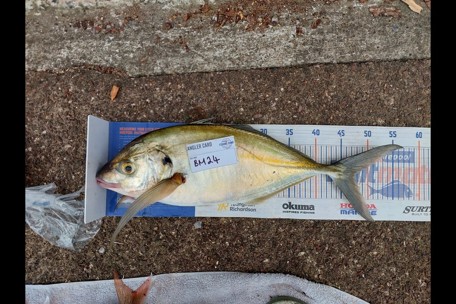 Karl Williamson caught this 47.5cm Trevally at Auckland during The Export NZ Fishing Competition