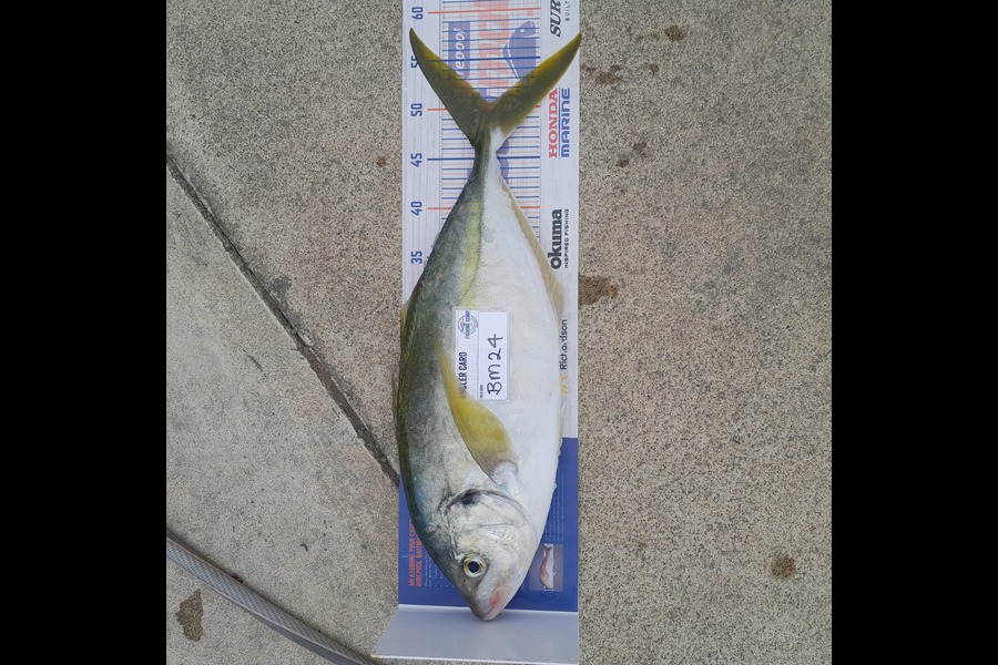 Steve Midgley caught this 50.5cm Trevally at Taranaki during The Export NZ Fishing Competition