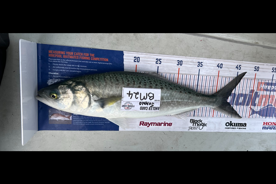 Jonno Brayley caught this 43.0cm Kahawai at Bay of Plenty during The Export NZ Fishing Competition