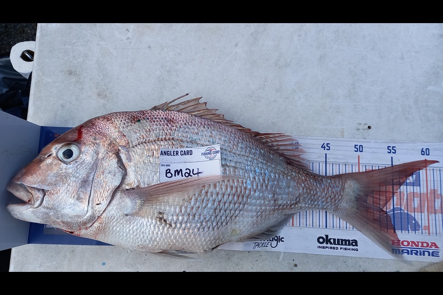 Clinton Jones caught this 53.5cm Snapper at Waikato during The Export NZ Fishing Competition