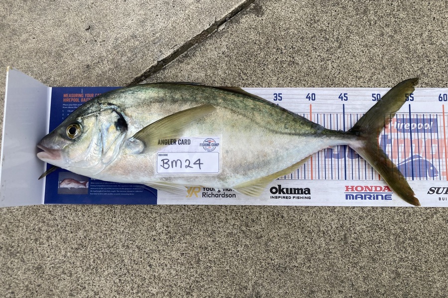 Josh Midgley caught this 50.0cm Trevally at Taranaki during The Export NZ Fishing Competition