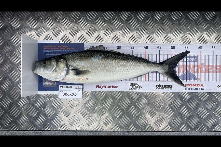 Tom Burroughs-Moody caught this 50.0cm Kahawai at Wellington during The Export NZ Fishing Competition