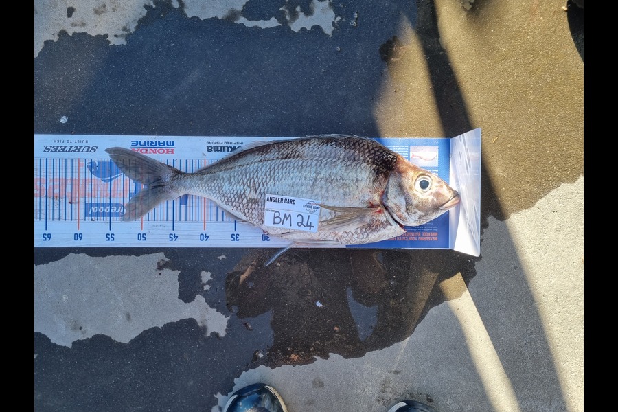 Karl Ewing caught this 49cm Tarakihi at Wairarapa
 during The Export NZ Fishing Competition