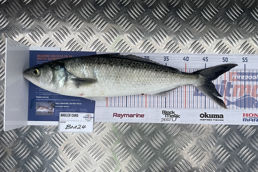 Lachlan Burroughs-Nickson caught this 46.5cm Kahawai at Wellington during The Export NZ Fishing Competition