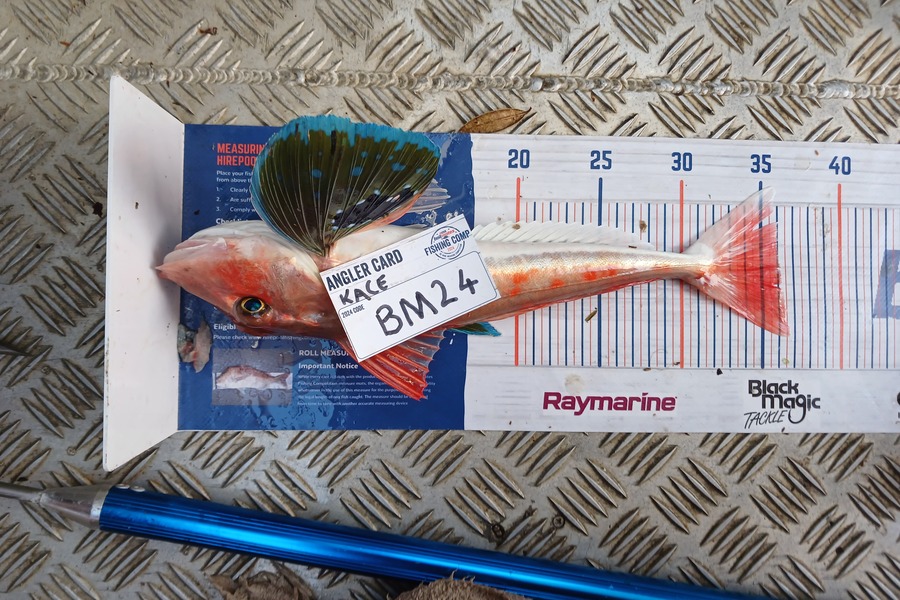 Kace Pemberton caught this 36.0cm Gurnard at Waikato during The Export NZ Fishing Competition