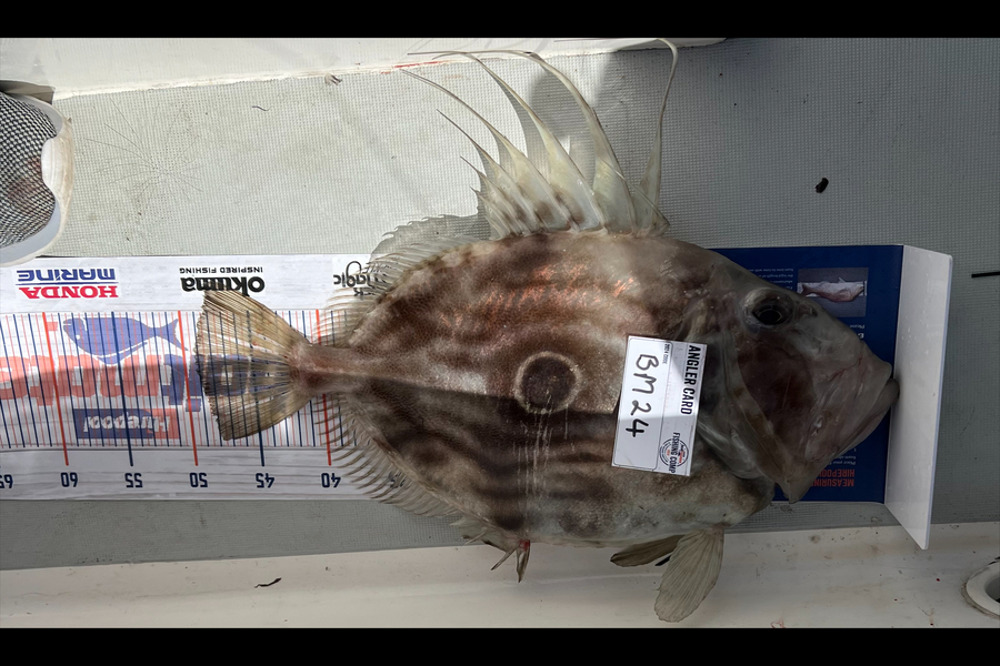 Jonno Brayley caught this 49.0cm John Dory at Bay of Plenty during The Export NZ Fishing Competition