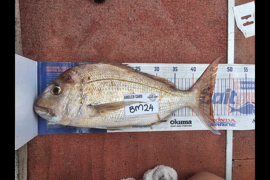 Tina Atkins caught this 45.0cm Snapper at Coromandel during The Export NZ Fishing Competition