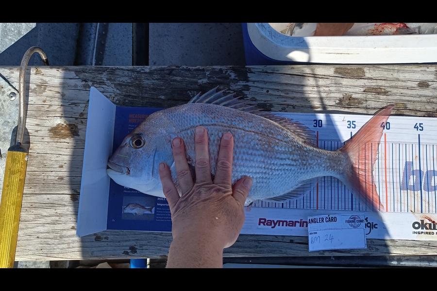 Tracy Holland caught this 38.0cm Snapper at Nelson/Marlborough during The Export NZ Fishing Competition