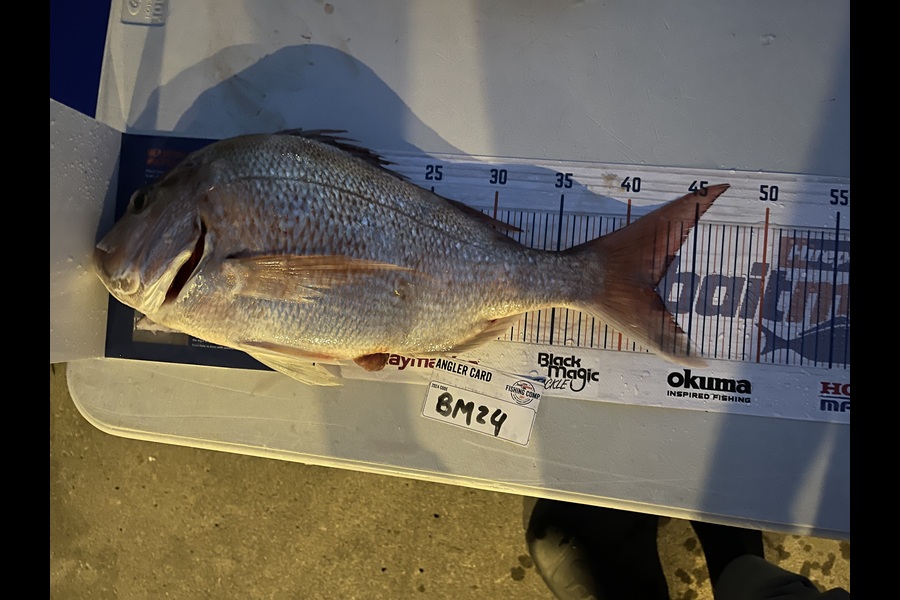 Victor Hohepa caught this 42.0cm Snapper at Waikato during The Export NZ Fishing Competition