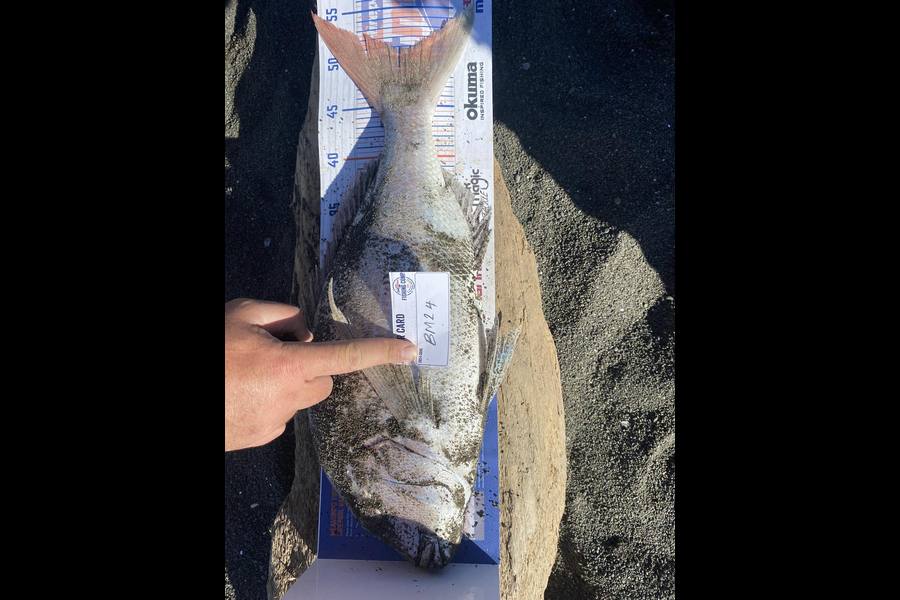 Willy Hammond caught this 50.5cm Snapper at Hawkes Bay during The Export NZ Fishing Competition