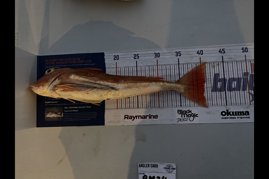 Victor Hohepa caught this 40.0cm Gurnard at Waikato during The Export NZ Fishing Competition