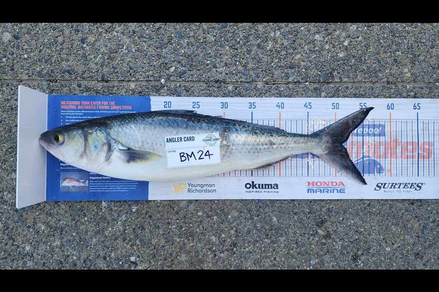 Myles Carson caught this 51.0cm Kahawai at Wellington during The Export NZ Fishing Competition