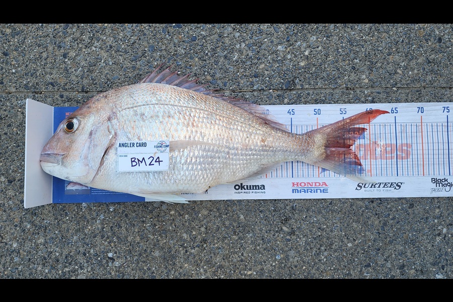 Carolyn Carson caught this 55.5cm Snapper at Wellington during The Export NZ Fishing Competition