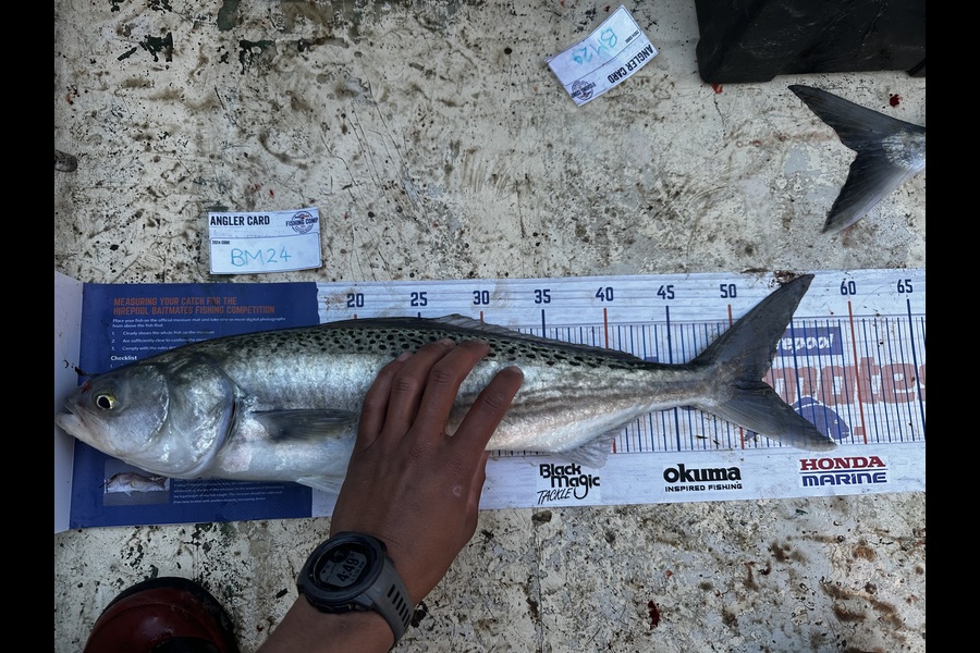 Bronson Repko caught this 52.0cm Kahawai at Hawkes Bay during The Export NZ Fishing Competition