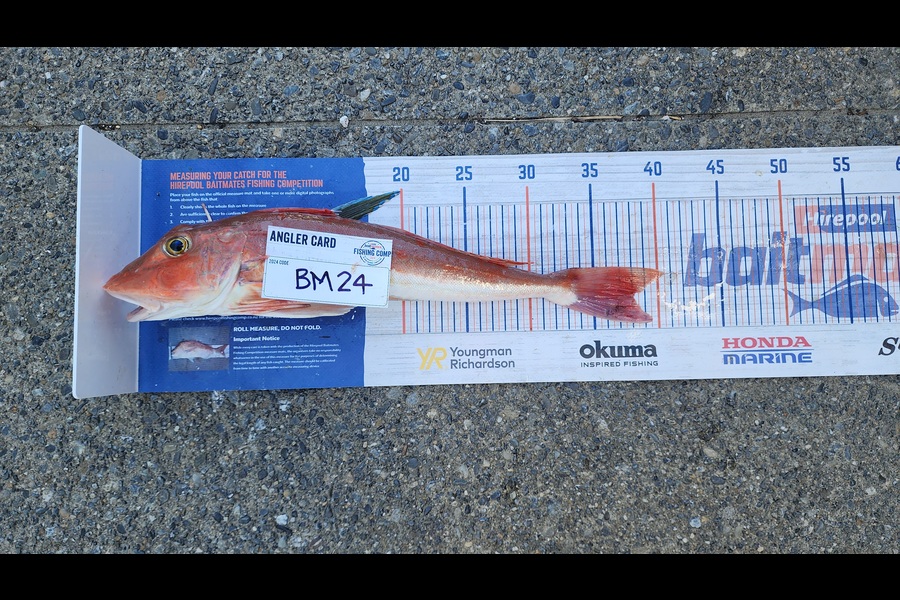 Carolyn Carson caught this 38.0cm Gurnard at Wellington during The Export NZ Fishing Competition