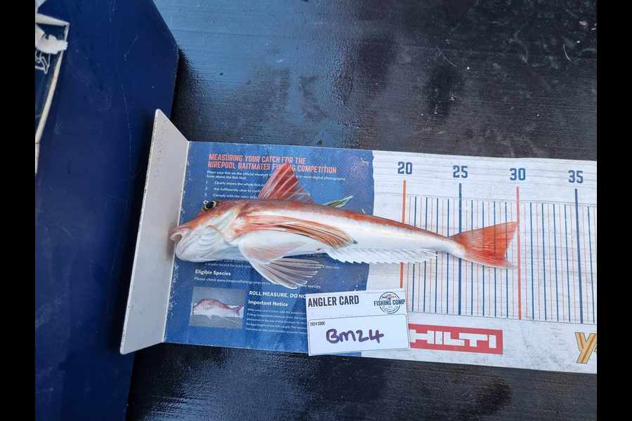 Marisa Andrews caught this 28.5cm Gurnard at Wellington during The Export NZ Fishing Competition