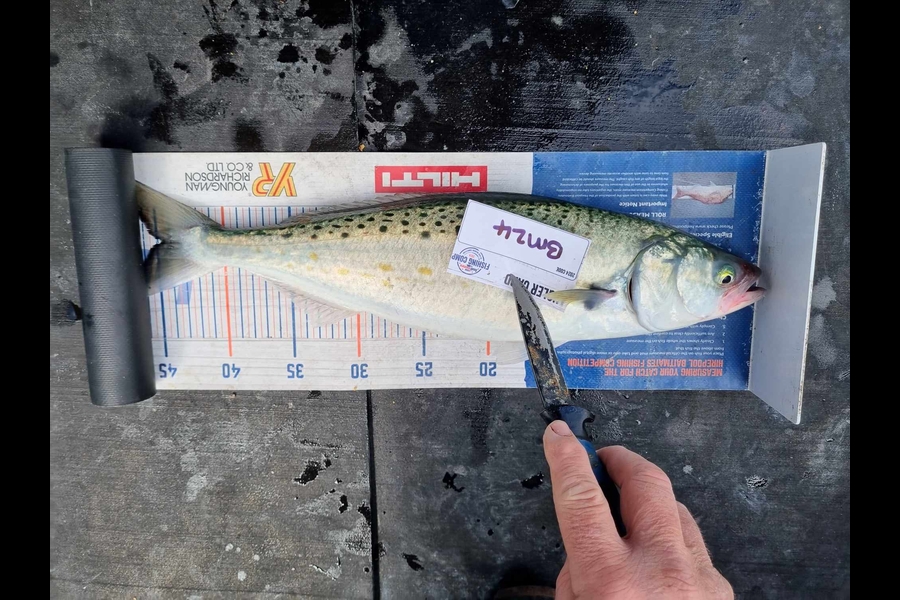 Marisa Andrews caught this 44.5cm Kahawai at Wellington during The Export NZ Fishing Competition