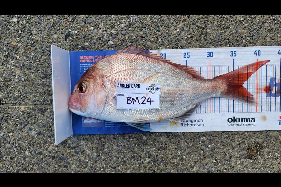 Carolyn Carson caught this 36.5cm Snapper at Wellington during The Export NZ Fishing Competition