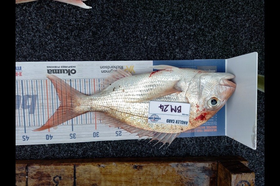 Sandra Dicker caught this 37.5cm Snapper at Auckland during The Export NZ Fishing Competition