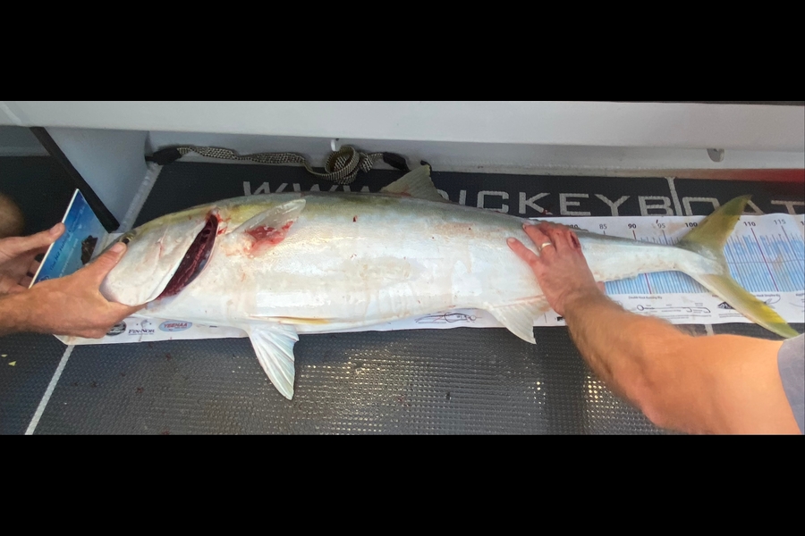 Mason Durry caught this 100cm Kingfish at Nelson/Marlborough during The Export NZ Fishing Competition