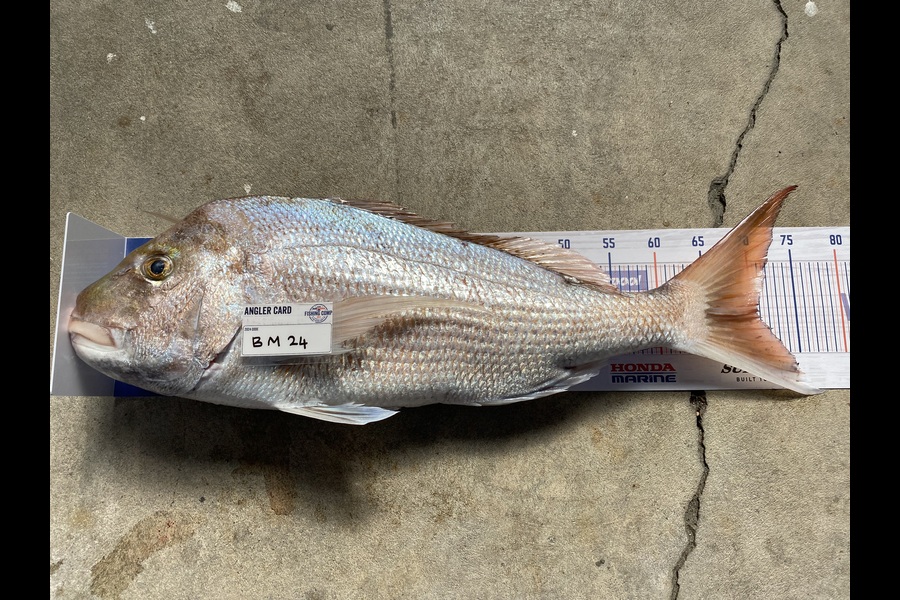 Hayden Tinsley caught this 70.5cm Snapper at Manawatu during The Export NZ Fishing Competition