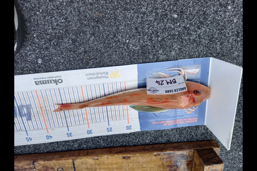 Sandra Dicker caught this 35.0cm Gurnard at Auckland during The Export NZ Fishing Competition