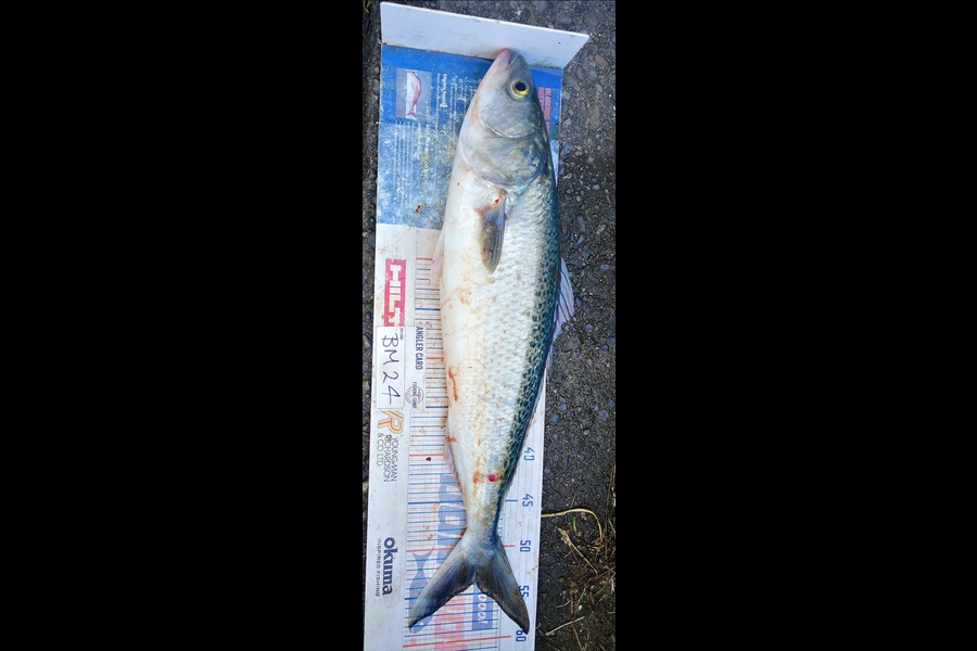 Leigh Page caught this 53.5cm Kahawai at Wellington during The Export NZ Fishing Competition