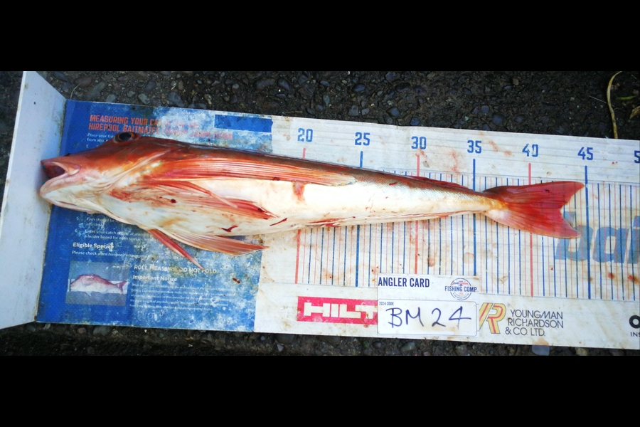 Leigh Page caught this 42.5cm Gurnard at Wellington during The Export NZ Fishing Competition
