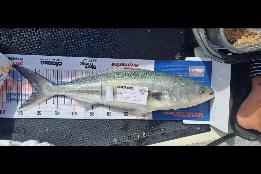 Dave Paul caught this 51.0cm Kahawai at Hawkes Bay during The Export NZ Fishing Competition