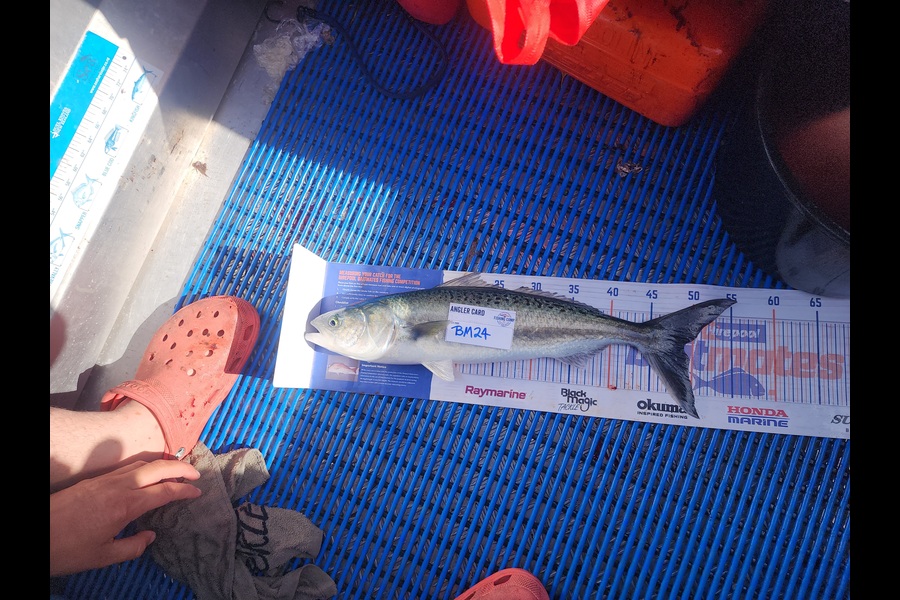 Ben Iggo caught this 49.0cm Kahawai at Northland during The Export NZ Fishing Competition