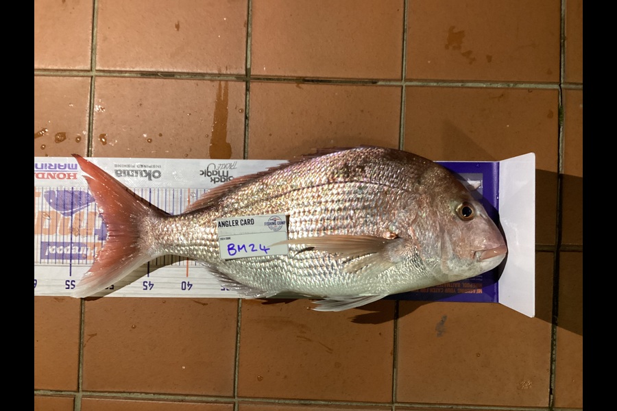 Ashonik Kumar caught this 50.0cm Snapper at Wellington during The Export NZ Fishing Competition