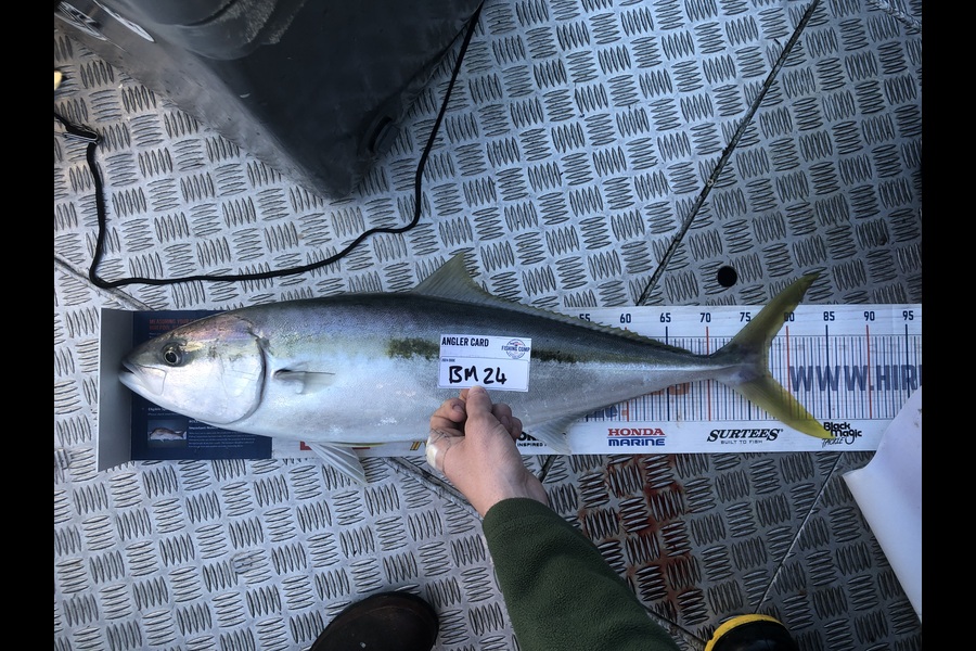 Andrew Froome caught this 77.5cm Kingfish at Taranaki during The Export NZ Fishing Competition