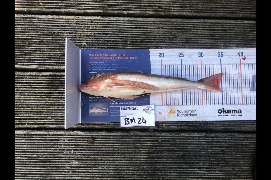Andrew Froome caught this 34.0cm Gurnard at Taranaki during The Export NZ Fishing Competition