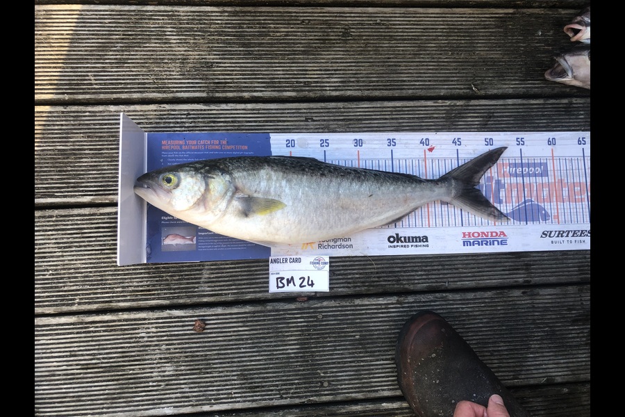 Andrew Froome caught this 47.0cm Kahawai at Taranaki during The Export NZ Fishing Competition