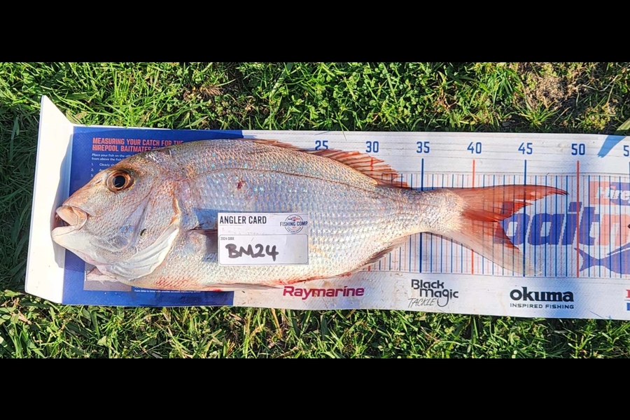 Kent Burnard caught this 42.5cm Snapper at Waikato during The Export NZ Fishing Competition