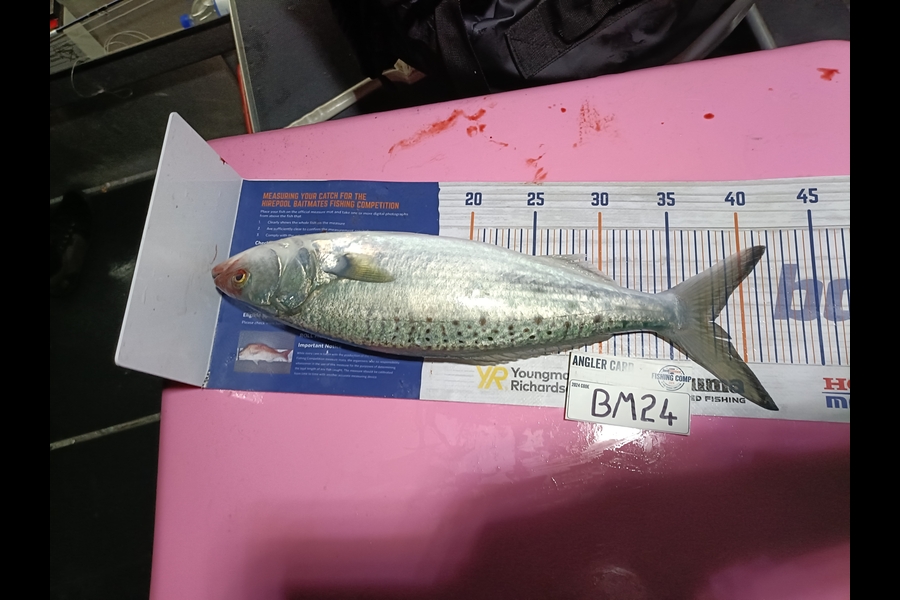 Nathan Lynn Watts caught this 38.0cm Kahawai at Wellington during The Export NZ Fishing Competition